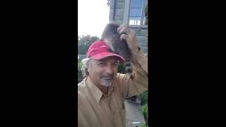 How to make a live Raccoon hat! No animals were harmed in making this video