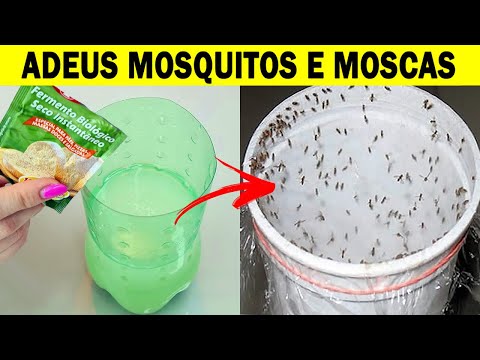 Vídeo: Como matar uma mosca dentro de casa?