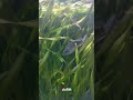 Solusi yang menimbulkan masalah #aquascape #aquarium #algae #algaeeater #hairalgae #plantedtank