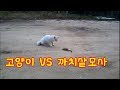 길거리 싸움!! 고양이 vs 까치살모사(칠점사) Cat attacks snake most exciting fight between cat and snake 猫 VS スネーク