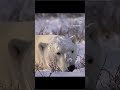 Can’t flirt with polar bears until you know how to break the ice