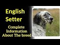 English Setter. Pros and Cons, Price, How to choose, Facts, Care, History