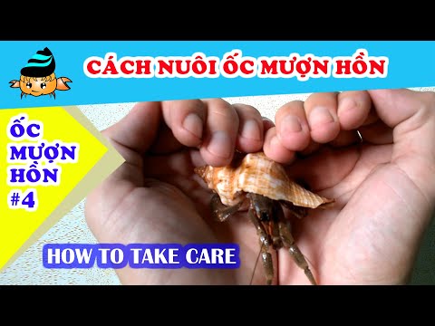 Video Ốc mượn hồn #4 - Cách nuôi ốc mượn hồn (Hermit crab #4... - youtube