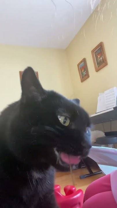 Смешной котик 🐈‍⬛ - YouTube