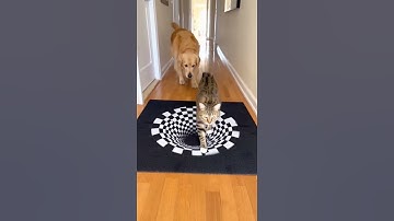 🤣Optical Illusion Rug Confuses Dog but Not the Cat!