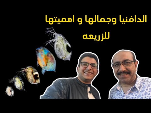ازاي تعمل مزرعة دافنيا مع ا كمال النمر