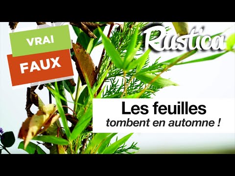 Vidéo: Code à Feuilles Caduques