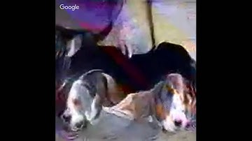 Neural Stream Experiment 1