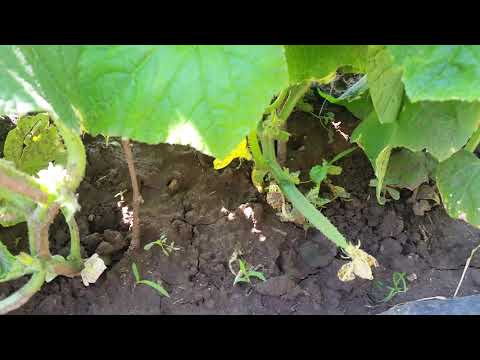 Видео: Проблеми с отглеждането на краставици
