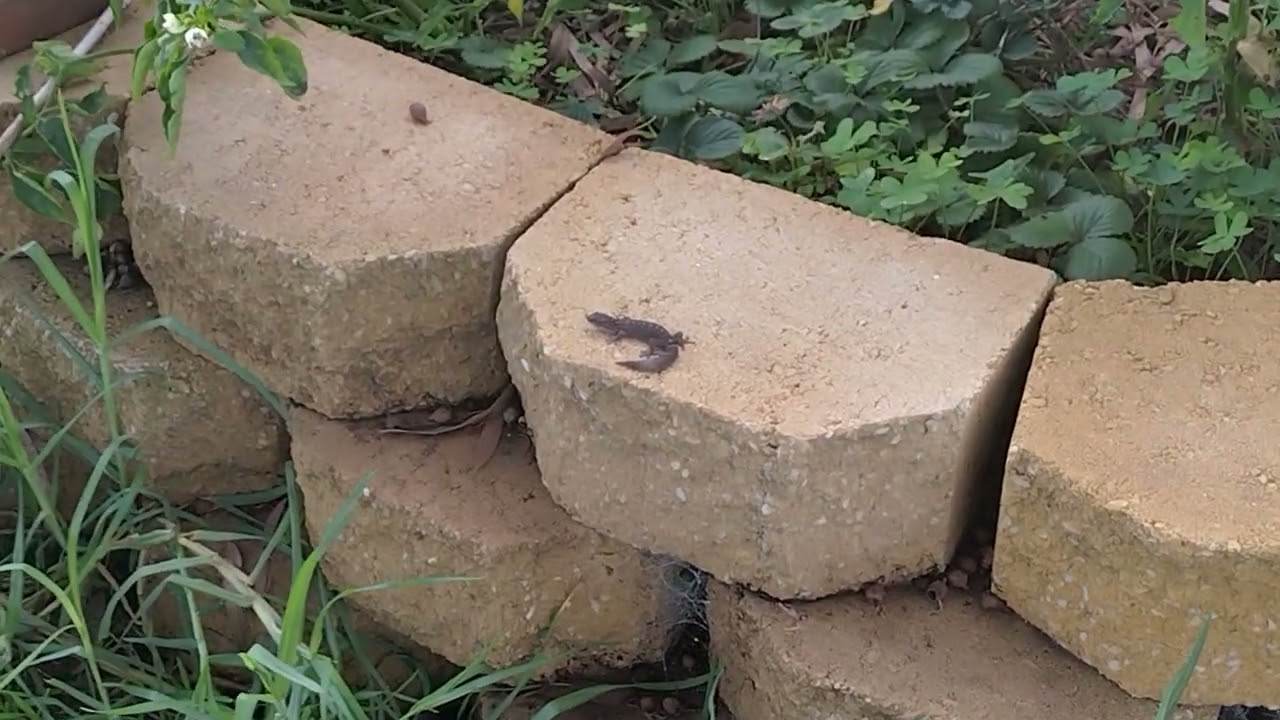 Marbled Gecko (Christinus marmoratus)
