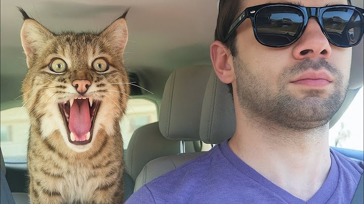 Bobcat Makes Hilarious Faces - Try Not to Smile!