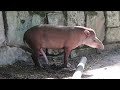 Tapir with a 5th ``leg``