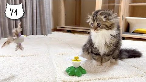 Watch the video about Our cute kitten is curious about her new bird toy. Elle video No.74