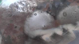 видео: Чем обезжирить металл перед покраской автомобиля. картинка: Чем обезжирить металл перед покраской автомобиля.