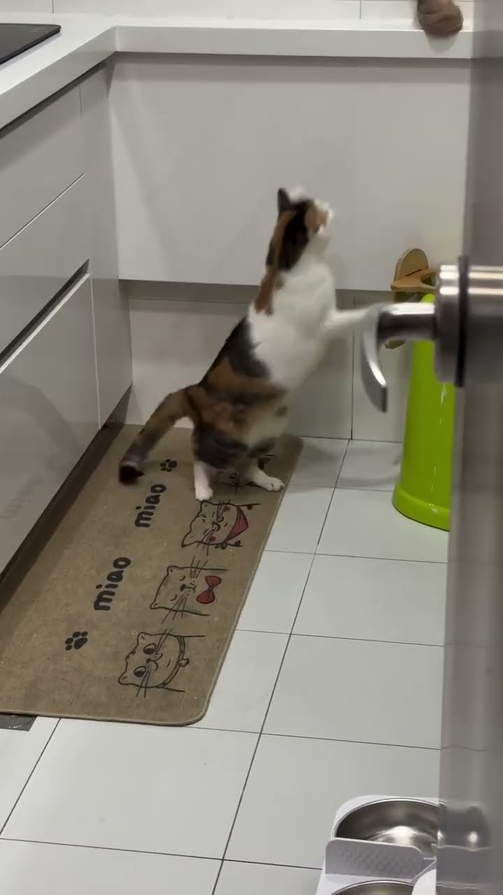 Très drôle le chat