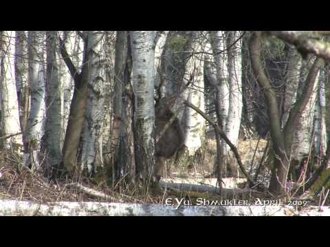 Video: Geoglyf „Elk“je Starý Více Než 5 Tisíc Let - Alternativní Pohled