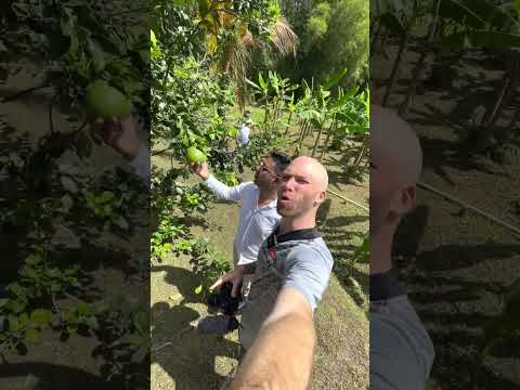 🇹🇹 GIANT Grapefruit in Trinidad and Tobago Rainforest #shorts