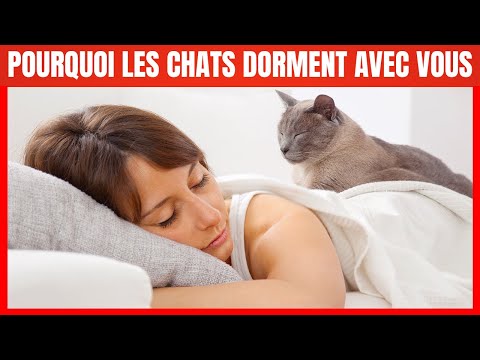 Vidéo: 5 comptes Instagram que les amateurs de chats devraient suivre