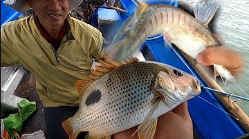 CCGT Tập 5 Đụng Độ Cá Dồ Biển Kéo Không Kịp/Đat Nguyễn Cần Giờ