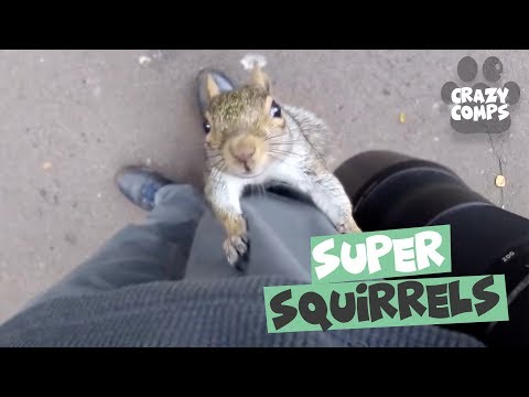squirrels-are-jerks-compilation-2018---funny-squirrel-videos-😂