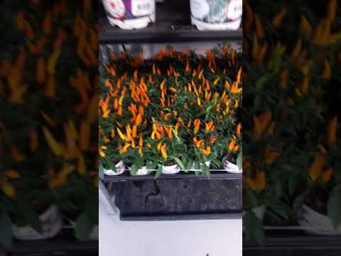 فيديو: أورينت إكسبريس للعناية بالملفوف - كيفية زراعة ملفوف أورينت إكسبريس الصيني