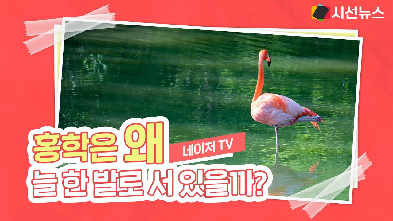 홍학이 분홍색인 이유는? #홍학 #플라밍고 #분홍색 #부리 - YouTube