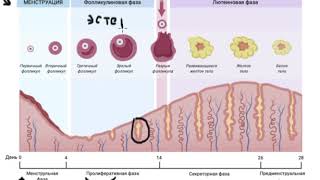 Менструальный цикл