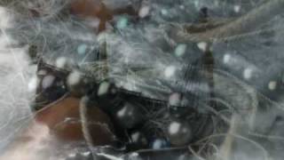 Pearl Fishers by Amici Forever