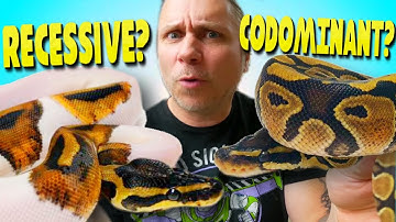 TRYING TO EXPLAIN REPTILE GENETICS TO YOU?? DID I FAIL?? | BRIAN BARCZYK