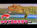 ワニみたいなトカゲにエビを与えてみる。