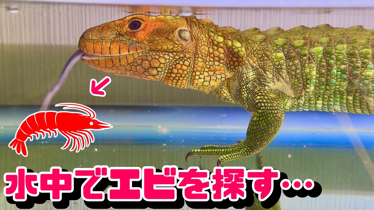 ワニみたいなトカゲにエビを与えてみる。