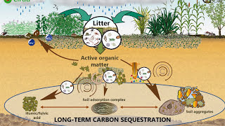 The patterns of SOM dynamics and soil aggregation