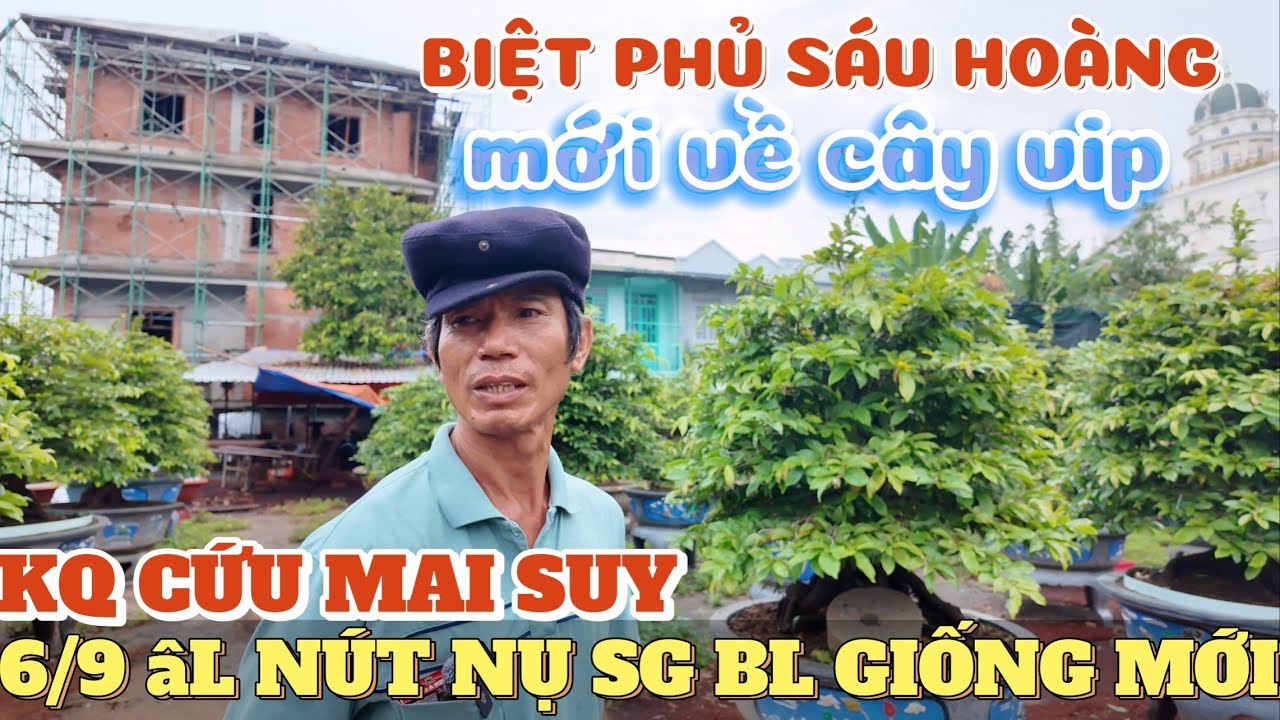 Thăm biệt phủ vườn mai Sáu Hoàng 6/9 AL xem nút nụ SBSG SBBL giống mới kết quả cứu cây mai suy 3 năm