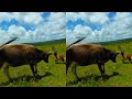 Vaca ataca al capitán | 3D sin gafas Episodio #4