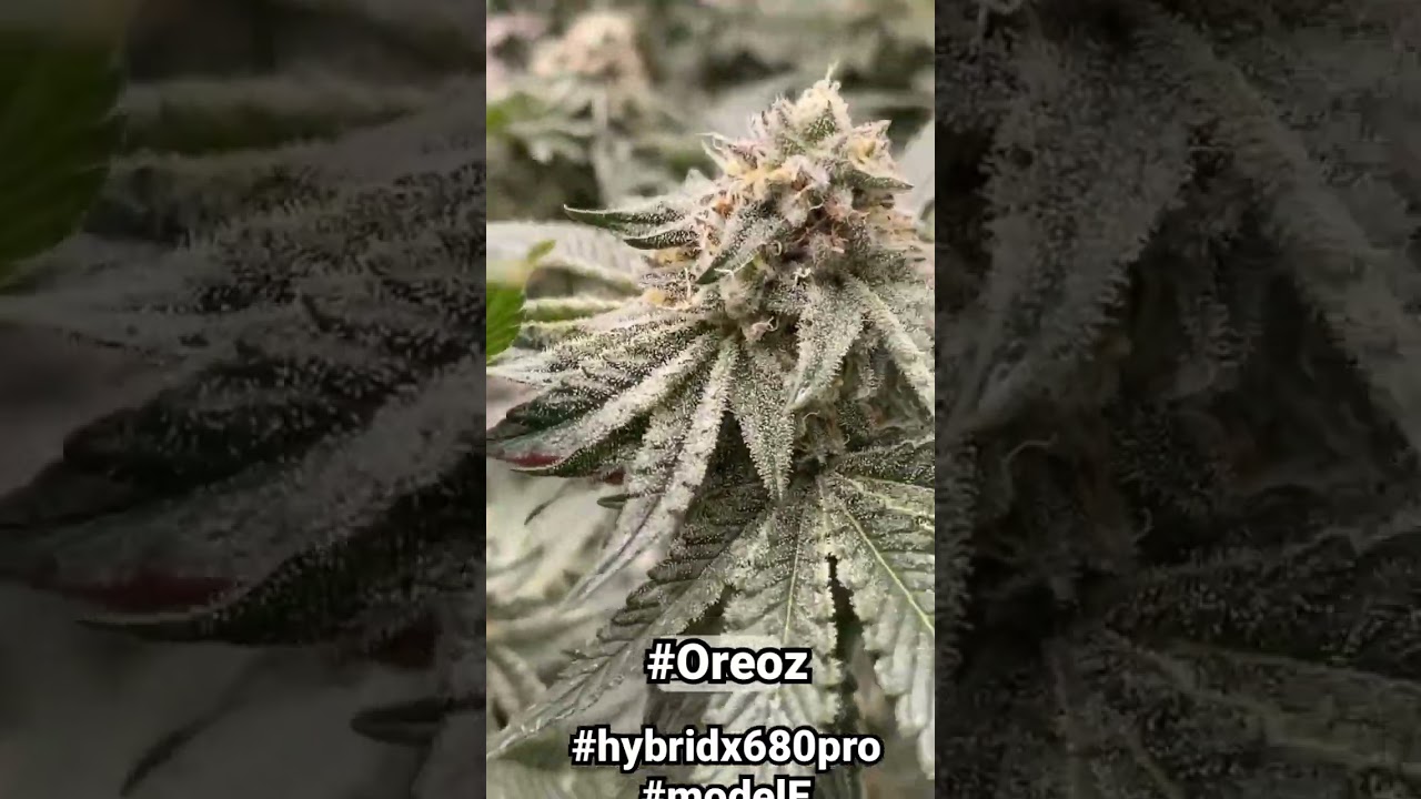 Oreoz 1.0 | Week 6 Flower | Faceded Canna | Lonely Stoner Garden