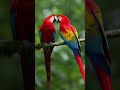 #shorts #birds #wildlifeentertainment #parrot #birds4k #amazonjungle #wildlife #colorfulbirds #amzon