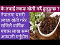        krishi sandesh about clove farming in nepal 