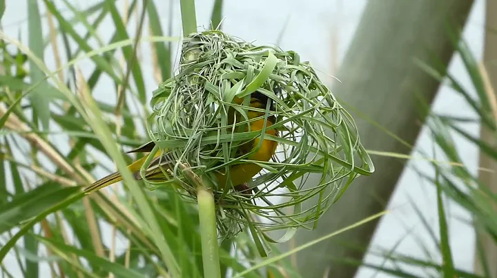 Southern Masked Weaver building a nest in Pilanesberg National Park, South Africa
