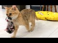 3 momma cats carry meowing kittens to a new place in different ways - compilation