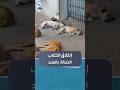 المحكمة العليا بالهند تأمر بإطلاق الكلاب الضالة بالشوارع 