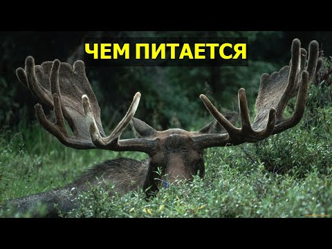 ЧЕМ ПИТАЕТСЯ ЛОСЬ | ВИДЫ ЛОСЕЙ | ПОВЕДЕНИЕ ЛОСЯ