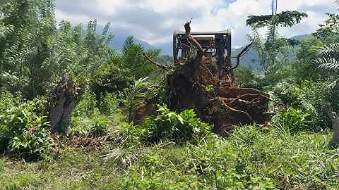 The Process of Clearing Plantation Roads Using a CAT D6R XL Bulldozer Is Fast and Precise