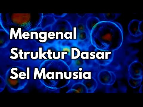 Video: Berapa Banyak Sel Yang Ada Di Dalam Tubuh Manusia