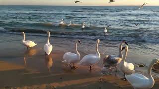 Лебеди на пляже в Евпатории. Swans in Crimea.