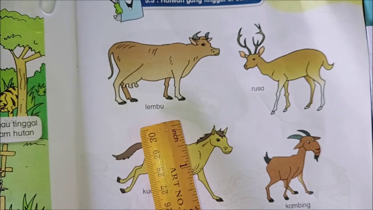 Sains Sosial Dan Pembangunan Insan 6 Tahun Haiwan Tinggal Di Darat Youtube