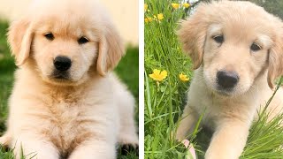 🐶 These Golden Puppies Help You Happier Everyday 😍 | Cute Puppies