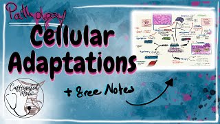 Cellular Adaptations (Pathology) [Hypertrophy, Hyperplasia, Metaplasia, Dysplasia and Neoplasia]