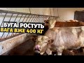 Бізнес на биках в Україні! Бички живою вагою 400 кілограм. Приріст більше 30 кг. Чим годую телят!