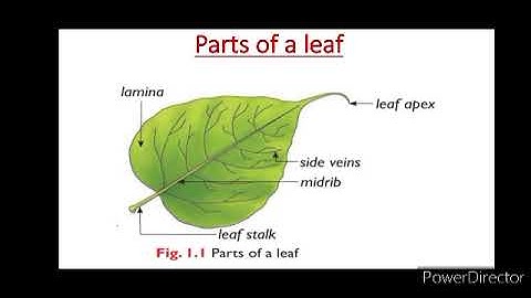 Grade 7 State:Science-(Bridge Course)Photosynthesis