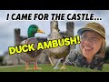 I Came to See Leeds Castle… But the Ducks Had Other Plans! 🦆